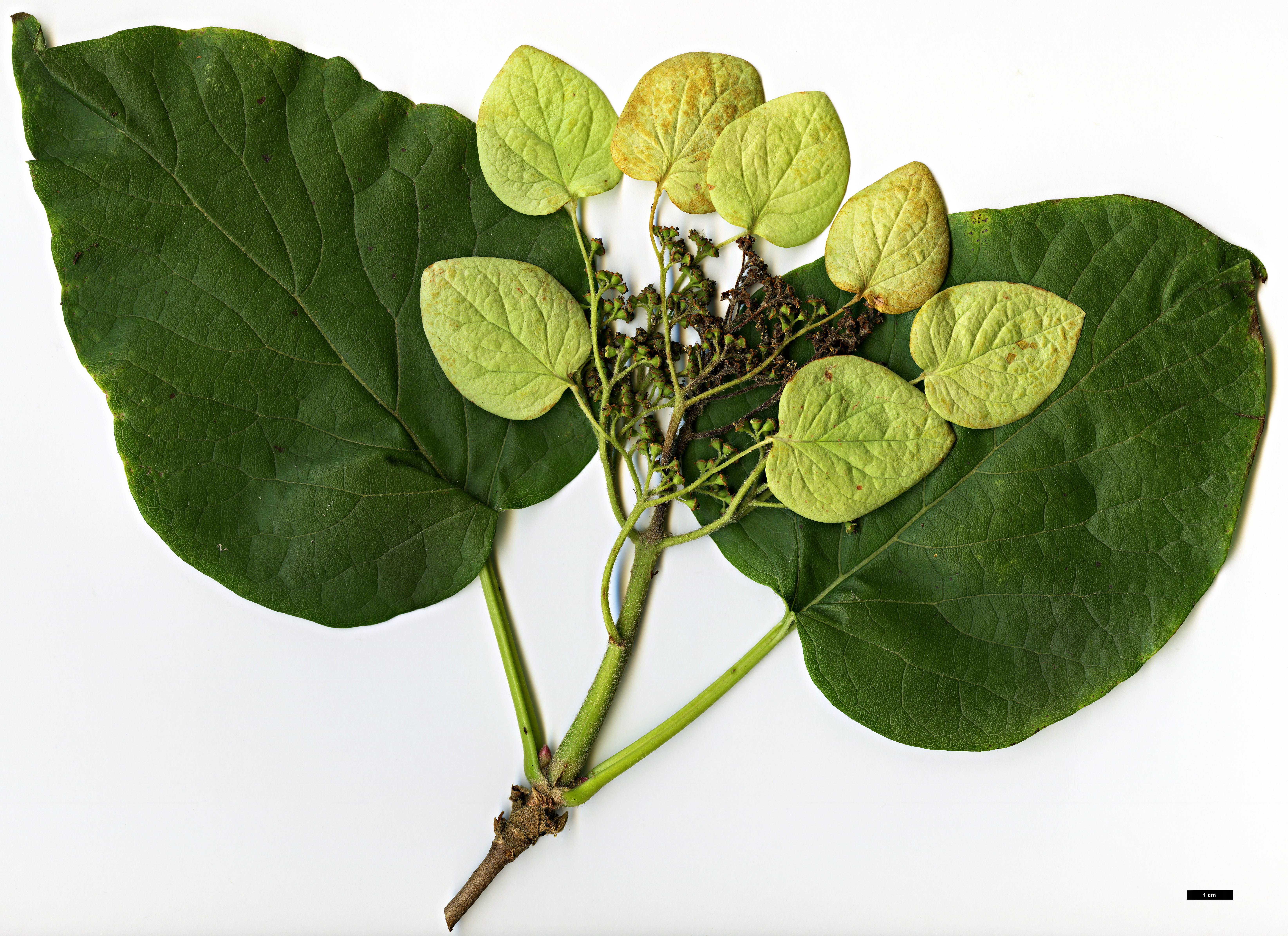 High resolution image: Family: Hydrangeaceae - Genus: Schizophragma - Taxon: hydrangeoides - SpeciesSub: f. quelpartensis High resolution image: Family: Hydrangeaceae - Genus: Schizophragma - Taxon: hydrangeoides - SpeciesSub: f. quelpartensis